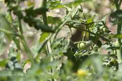 Lycopersicon esculentum